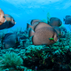 The Belize Barrier Reef